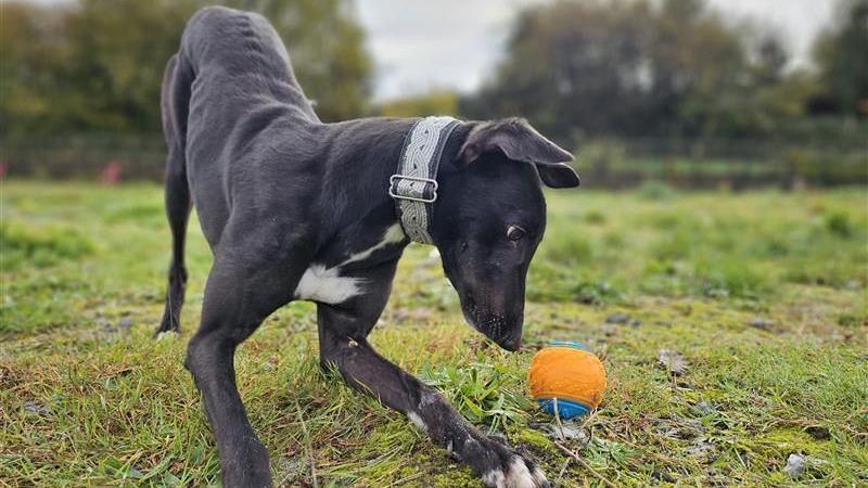 A black greyhound plays with a blue and orange tennis ball, his nose is nearly touching the ball in a grassy field.