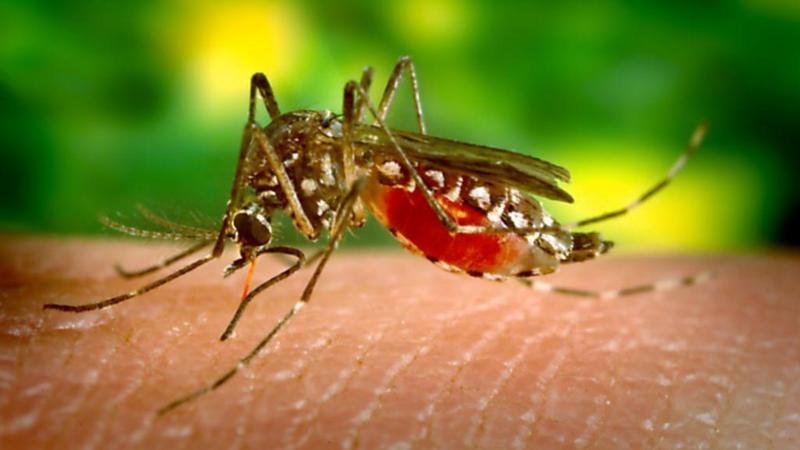 What is the mosquito-borne disease Sri Lanka is using drones to fight?