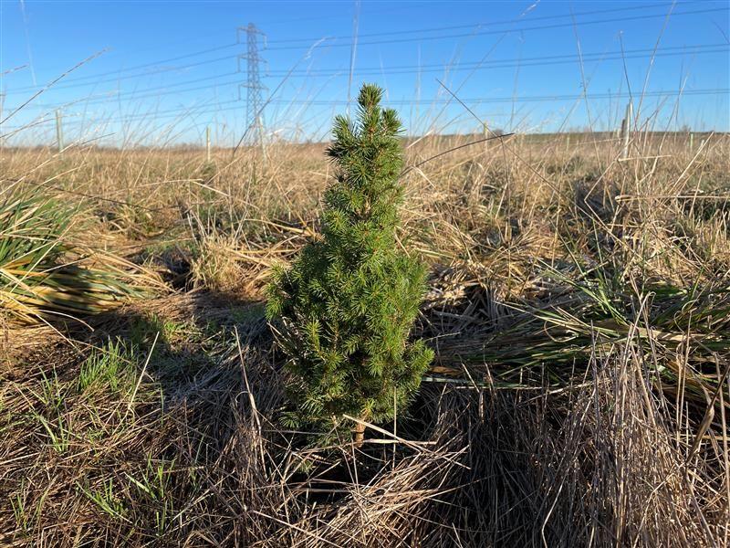 A small green Christmas tree stands in a field surrounded by grass and other plants.