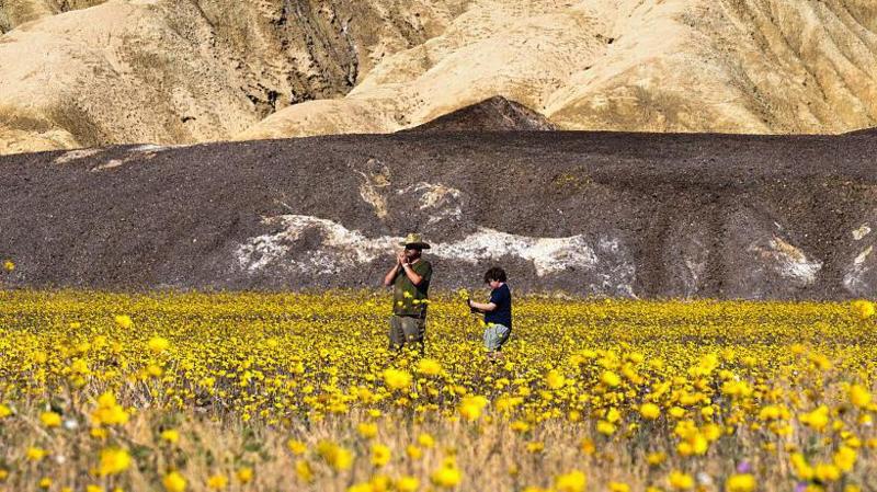 Wildflowers blanket Death Valley in best display since 2016