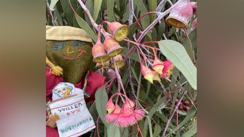 A silver princess gum tree in Australia, has yellow and pink small bell shaped blooms, beside the tree is a 30cm (1ft) tall hand puppet made of linen with a long burgundy dress. a yellow hat and pigtails sticking out at each side, it also has a yellow belt tied in the middle.