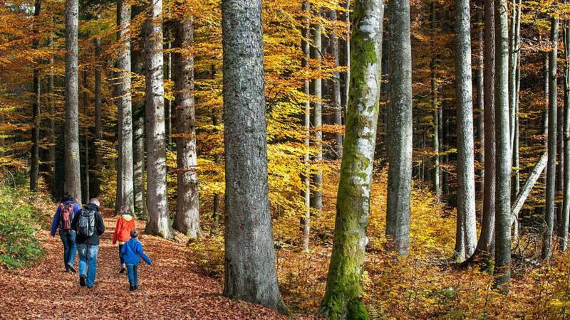 Rising temperatures are threatening UK trees - but these species could save our forests