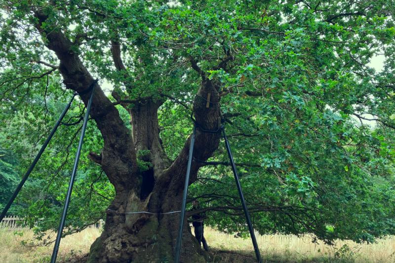 The Druids Oak is 800 years old - can it help save tomorrow's forests?