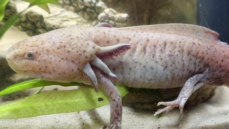 Girl, 10, finds rare Mexican axolotl under Welsh bridge