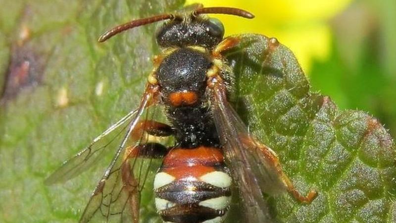 New rare bee discovered on Cornwall coastline - BBC News