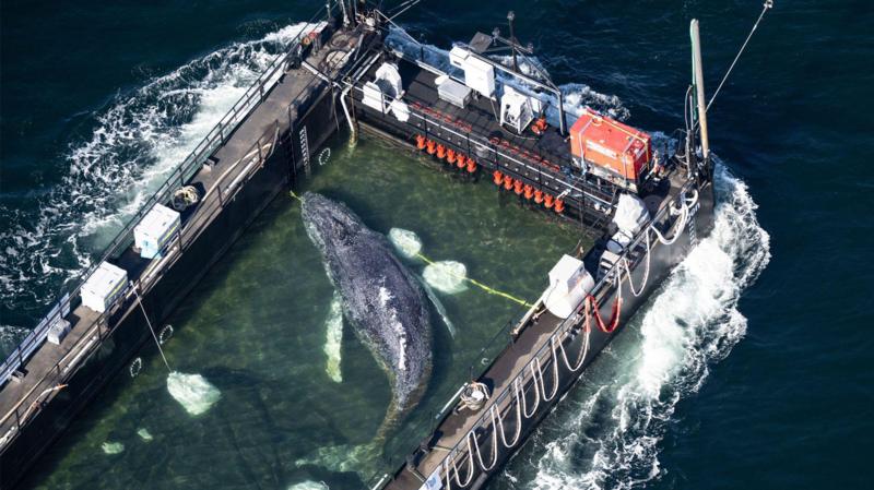 Stranded whale ferried out of German waters in barge
