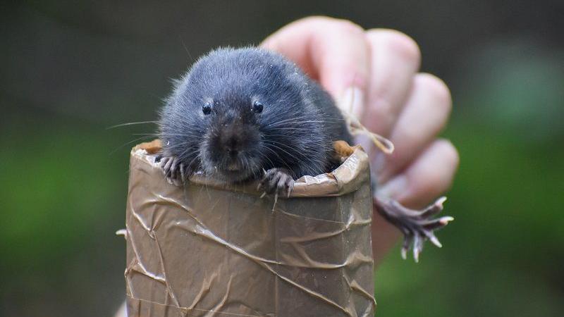 A water vole being held by a hand. Its grabbing onto a cylinder object which is covered in tape. One of its back feet is spread showing its claws.
