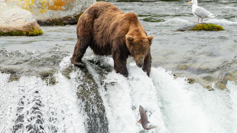 'Go big or go home!' Voting opens in Fat Bear Week