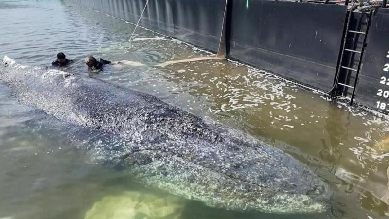 Whale to be removed from Danish island after failed German rescue