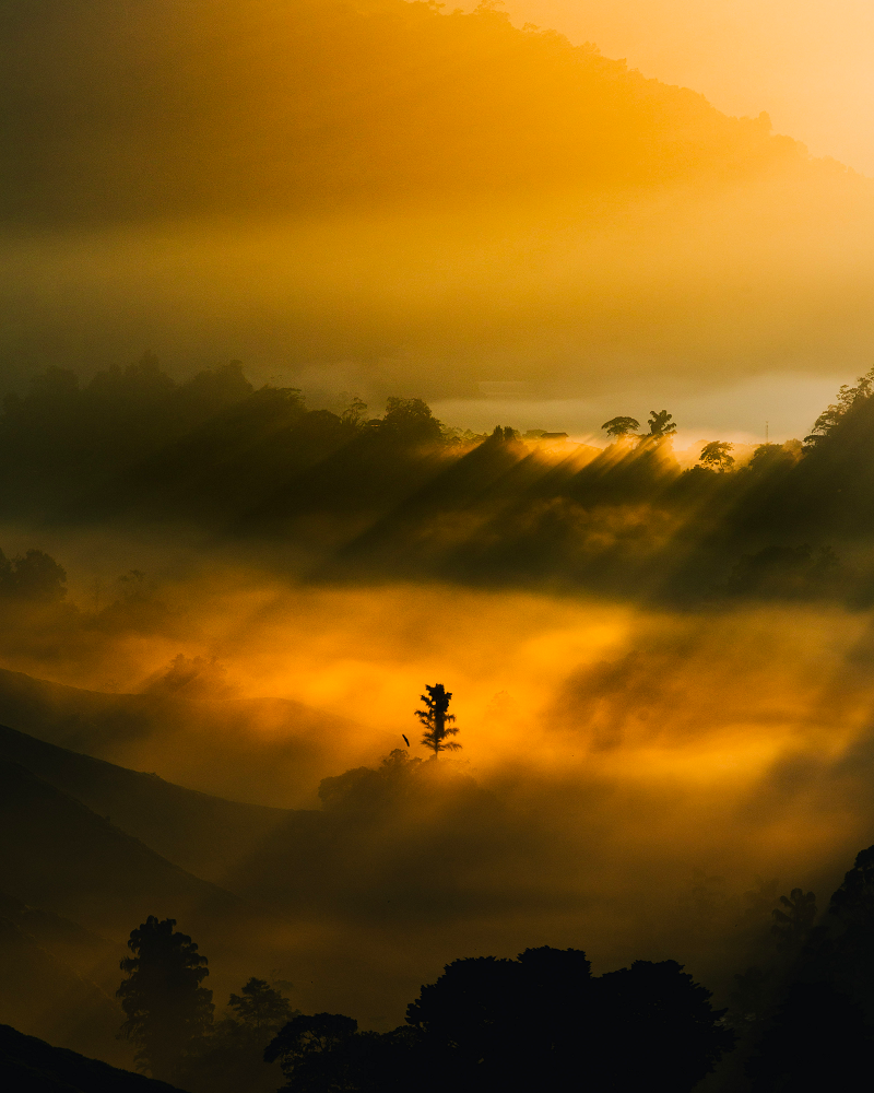 hazy glow of sunrise in Cameron Highlands, Malaysia 