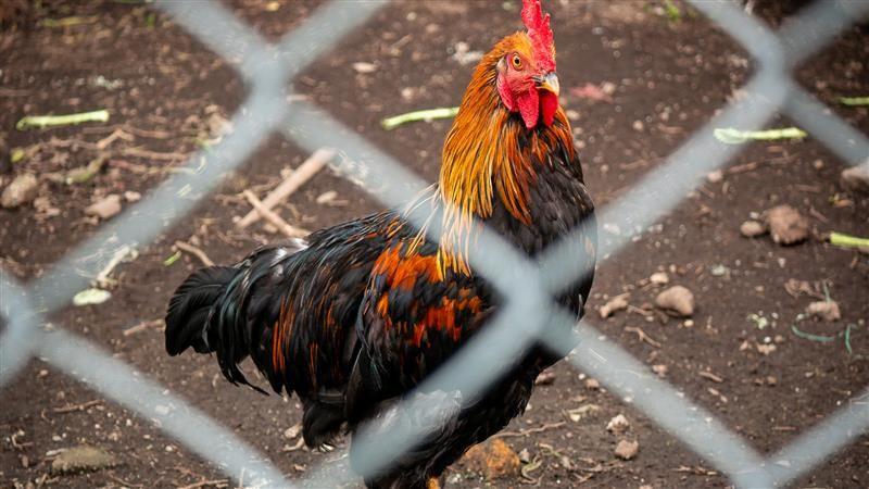 A black rooster on a farm