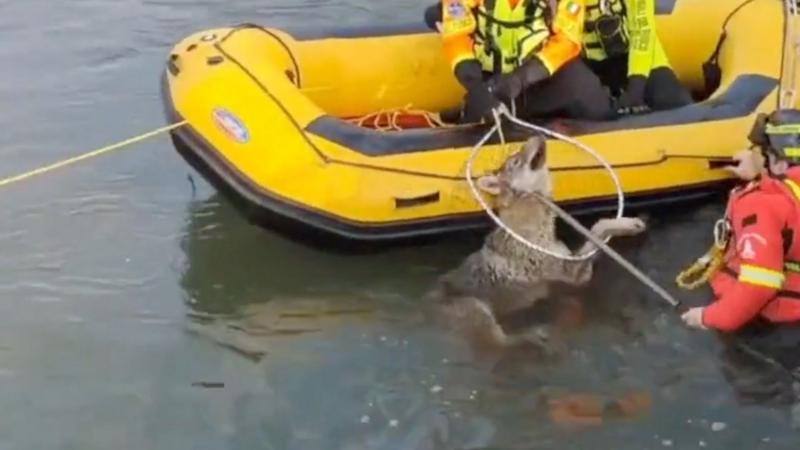 Watch: Moment wolf rescued from canal in northern Italy