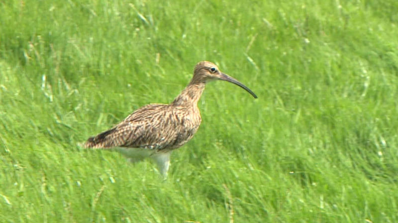 Devon's rare curlews tracked to the Algarve - BBC News