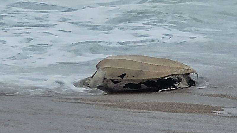 A deceased leatherback turtle stranded on the shoreline at a beach. It is grey and has dark patched. It is on the sand. 