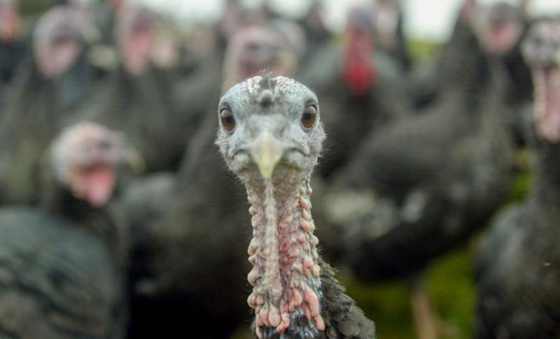 When turkeys were walked to London for Christmas