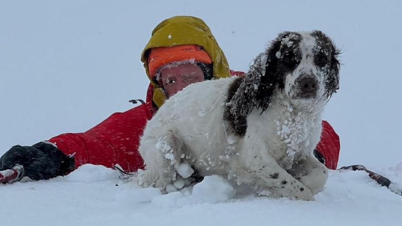 Five dogs rescued from mountain after falling through snow ledge