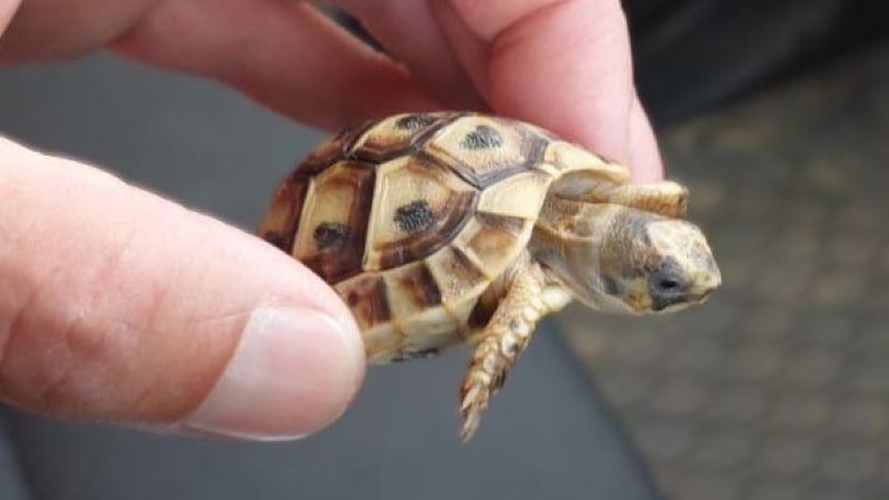 A person's hand holding a baby tortoise in between their thumb and index finger.