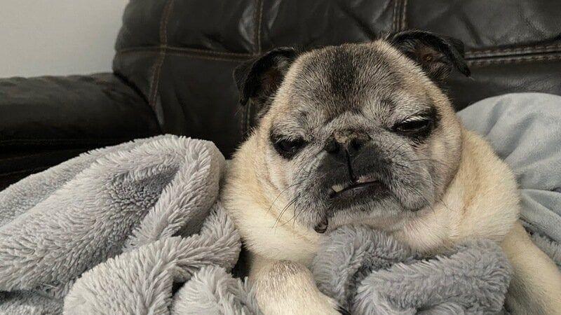 Roxy the Pug lying on a fleece blanket on a sofa