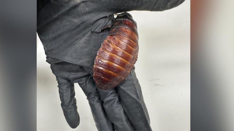 Giant hissing cockroaches among $200,000 worth of illegal insects seized in Australia