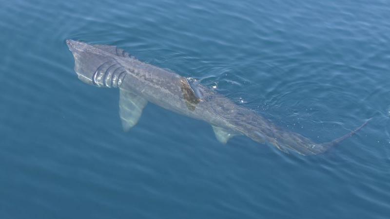 Basking shark feeding with its mouth open