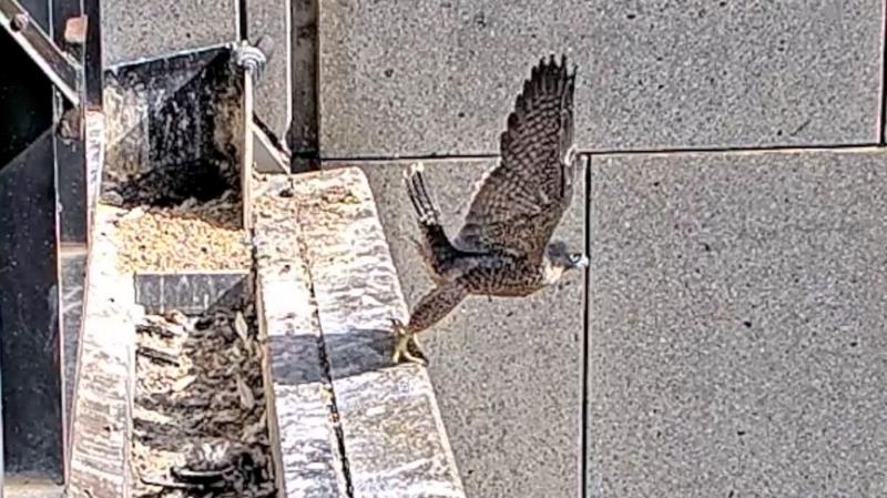 Watch: Three 'Nestflix' peregrine falcons each take flight for the first time
