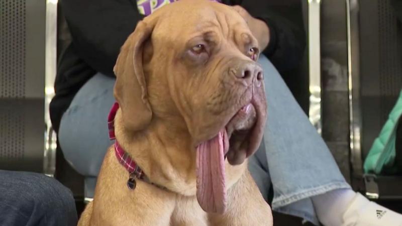 Watch: Ozzy the dog sets Guinness World record for longest canine tongue