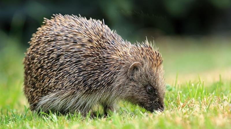 Satellites and AI used to track UK hedgehogs in bid to slow decline