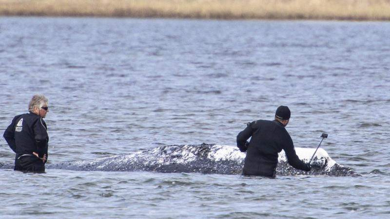 Dead whale towed ashore in Denmark ahead of autopsy