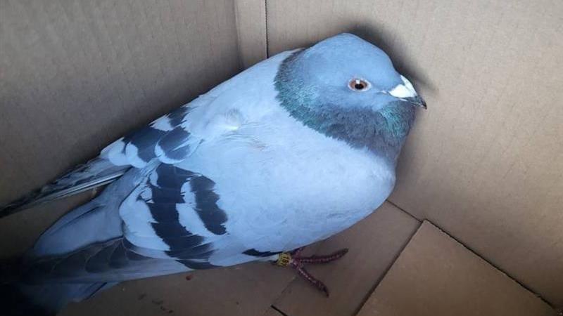 A pigeon in a cardboard box after being saved.