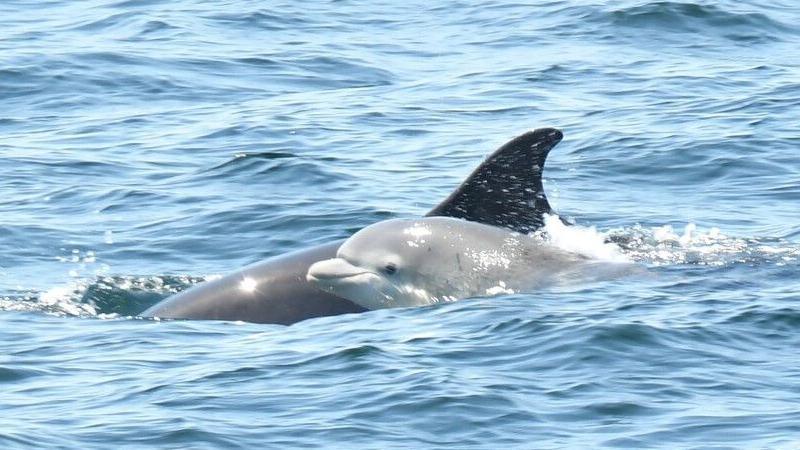 two dolphins swim side by side in the water