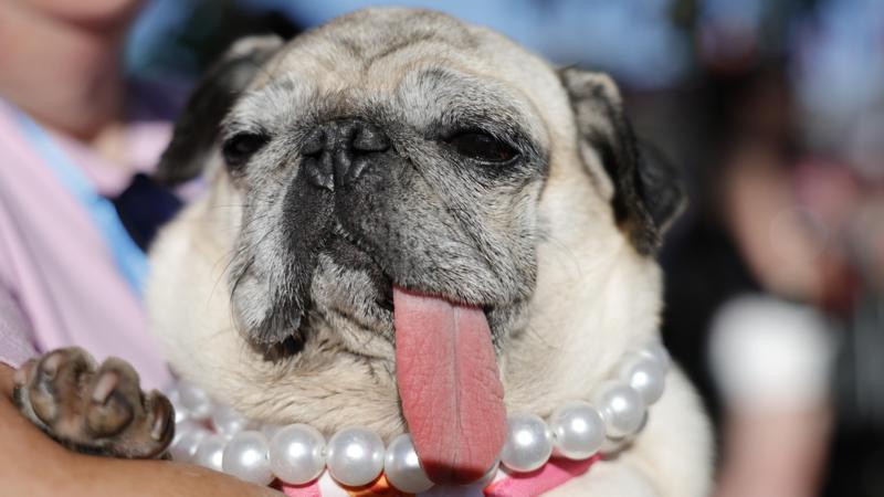 World's Ugliest Dog contest crowns 2026 winner