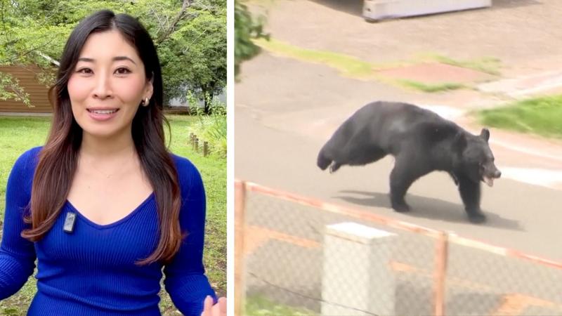 'Extremely intelligent' bear on the run in Japan after injuring four people