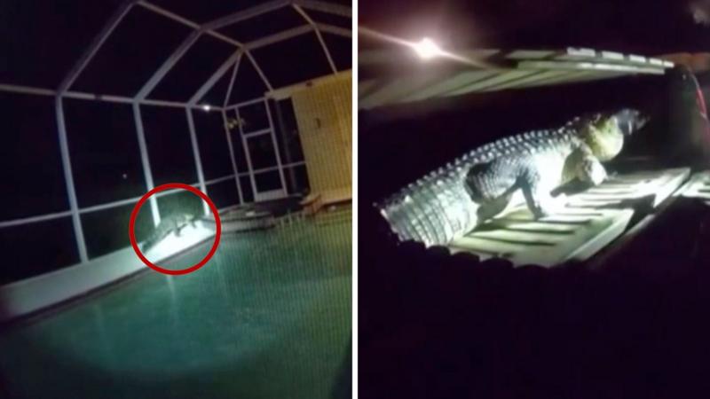Watch: Cold-blooded trespasser found lurking in Florida pool