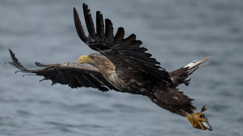 White-tailed eagles to be released in Exmoor despite farmer warnings