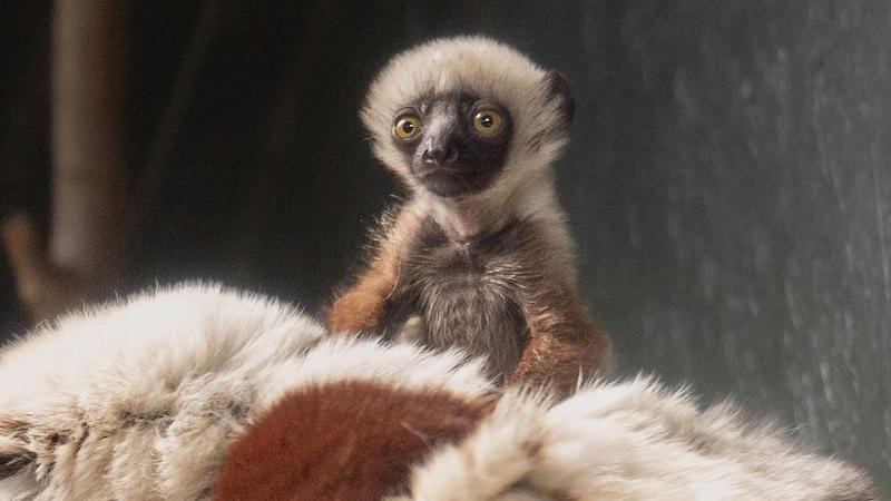 Baby lemur.