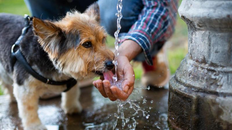 What are the signs of heatstroke in dogs?