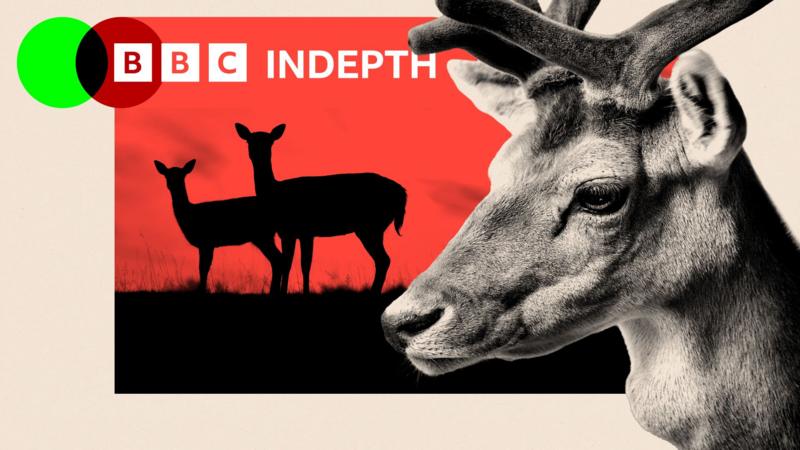 Why Britain has a deer problem - leaving damage that costs millions