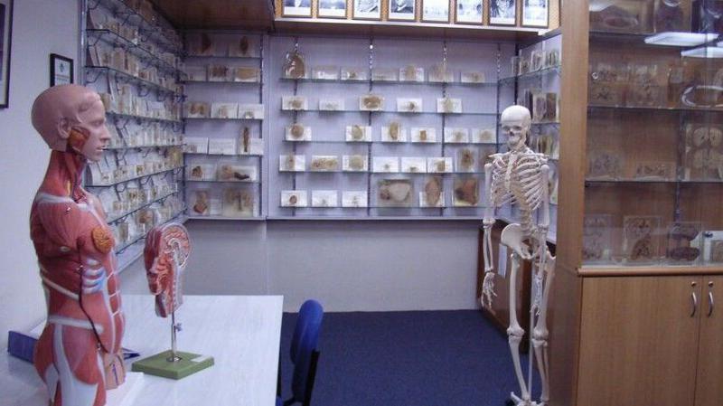 Tasmanian government apologises over stolen body parts scandal