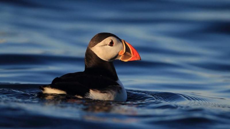 Puffins return to island for first time in at least 25 years