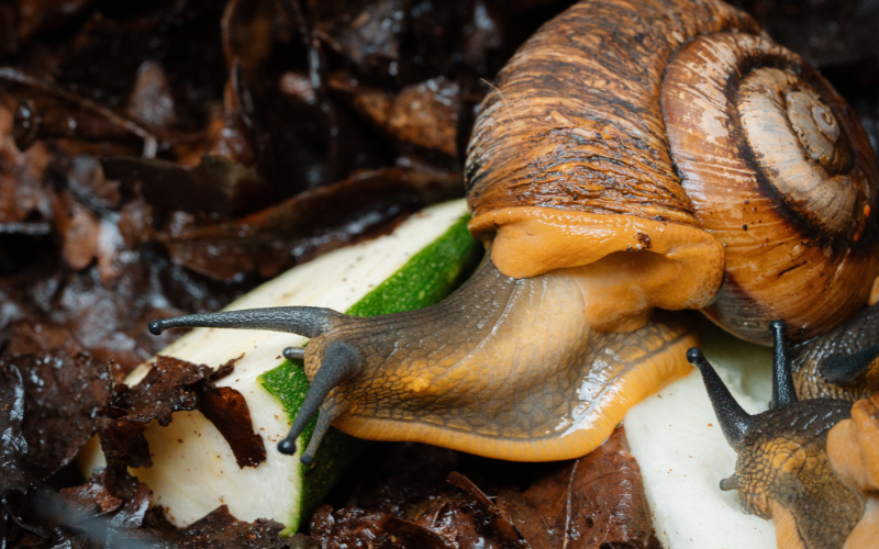 Close up of giant magnolia snail walking on green courgette with brown leaves in the background.