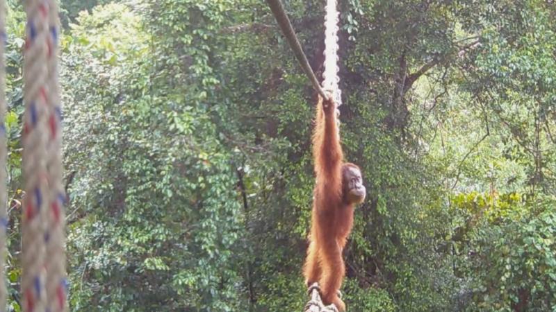 Watch: How one orangutan braved new bridge to unite his split community