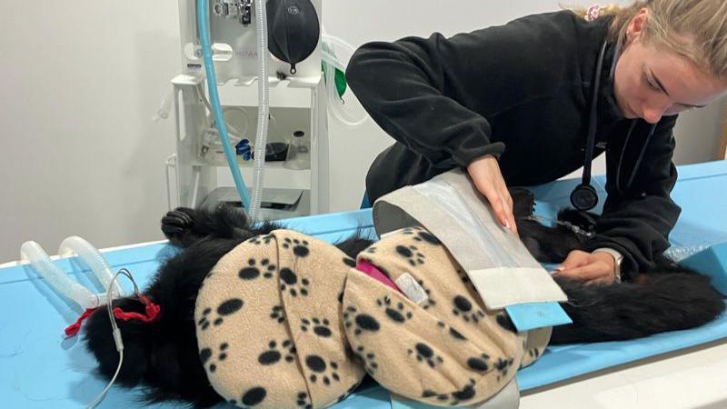 The black fluffy form of a monkey lies on a medical table, only barely recognisable underneath cushions and medical kit.  A woman with blonde hair is bending over the table making checks before the scan.