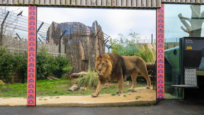 Hertfordshire Zoo Welcomes Asiatic Lions BBC News Hertfordshire Zoo Welcomes Asiatic Lions BBC News