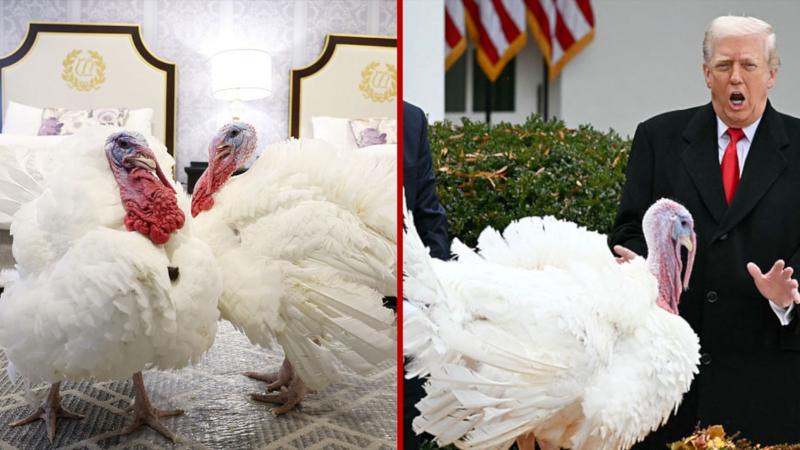 Watch: President Trump pardons the Thanksgiving turkeys