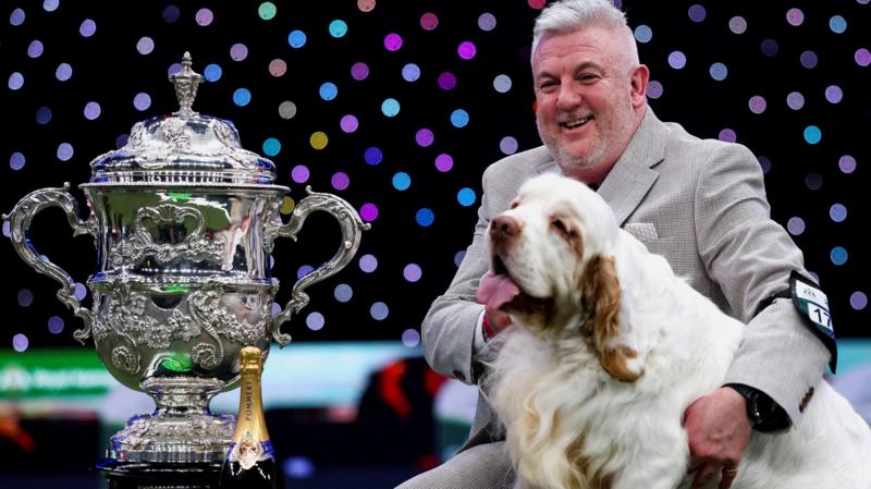 'Soft, friendly and some slobber': Crufts win puts Clumber spaniels in spotlight