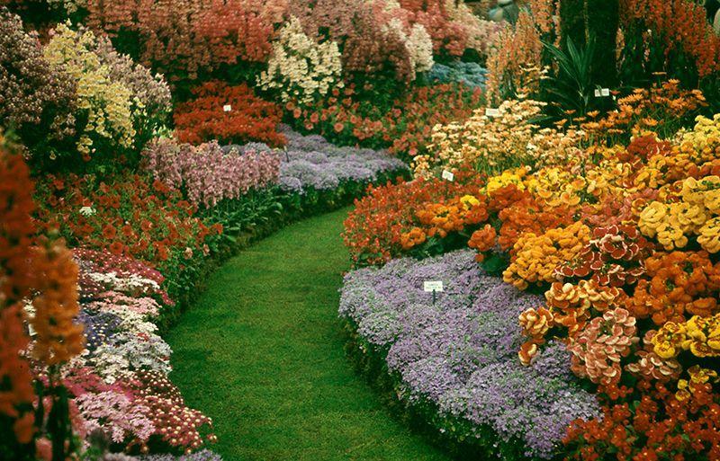 A photo from 1958 showing a grass lawned pathway curving from the centre to the right. Either side are herbaceous borders in light pints and browny reds. The larger flowers on either side set into the borders are mainly orange, yellow and rust coloured.