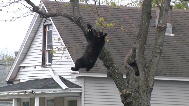 Watch: Black bear caught in net after falling from tree