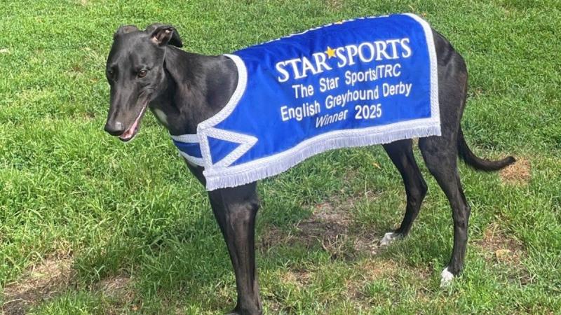 Greyhound racing - BBC News