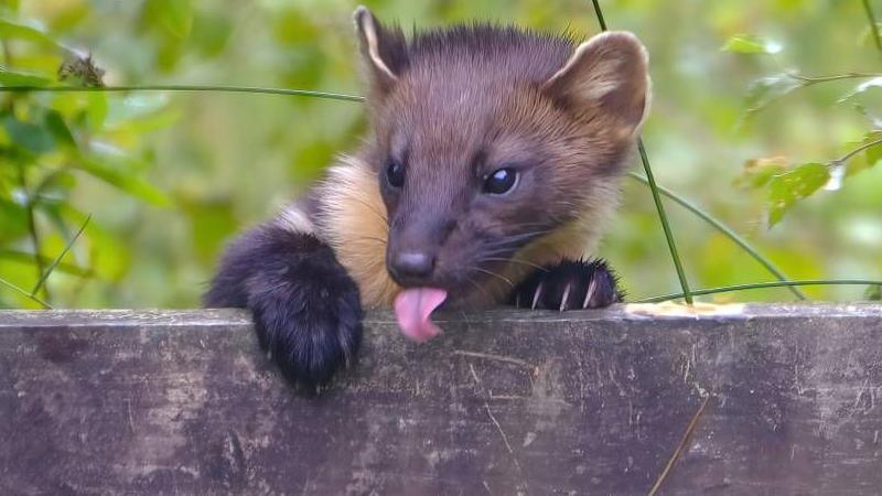 A pine marten is peeking over a wooden fence which it is clinging to with its claws. It is poking its tongue out.