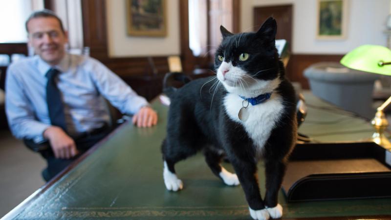 Former Foreign Office cat Palmerston dies in Bermuda